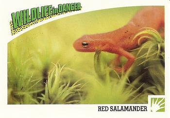 1992 Panini Wildlife In Danger #58 Red Salamander Front