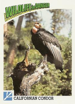 1992 Panini Wildlife In Danger #75 Californian Condor Front