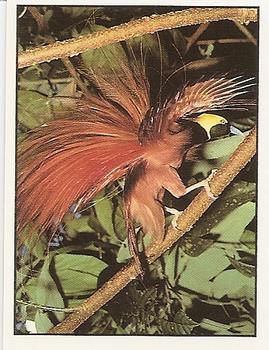 1994 Tougaroo Wild Animals Stickers #191 Bird of Paradise Front