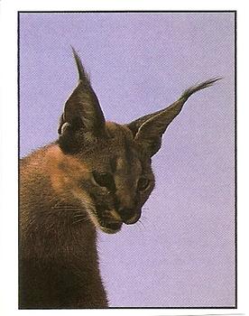 1994 Tougaroo Wild Animals Stickers #65 Caracal Front