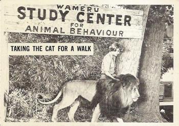 1966-67 Philadelphia Daktari #10 Taking the Cat for a Walk Front