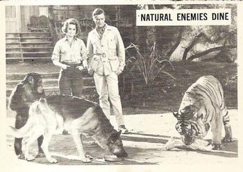 1966-67 Philadelphia Daktari #25 Natural Enemies Dine Front