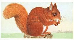 1990 Brooke Bond A Journey Downstream #17 Red Squirrel Front