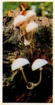 1980 Brooke Bond Woodland Wildlife #8 Beech Tuft Fungi Front