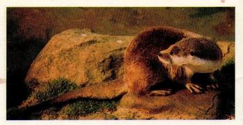 1980 Brooke Bond Woodland Wildlife #18 Otter Front