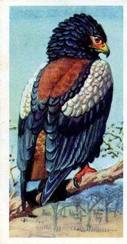 1961 Brooke Bond Tropical Birds #1 Bateleur Eagle Front