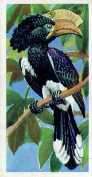 1961 Brooke Bond Tropical Birds #2 Crested Hornbill Front
