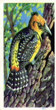 1961 Brooke Bond Tropical Birds #3 Levaillant's Barbet Front