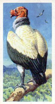 1961 Brooke Bond Tropical Birds #30 King Condor Front