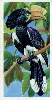 1974 Brooke Bond Tropical Birds #2 Crested Hornbill Front