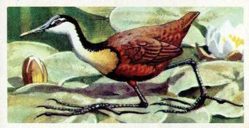 1974 Brooke Bond Tropical Birds #5 African Jacana Front