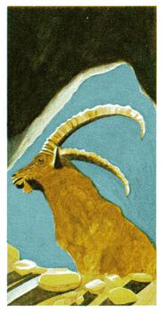 1988 Brooke Bond Vanishing Wildlife #3 Pyrenean Ibex Front