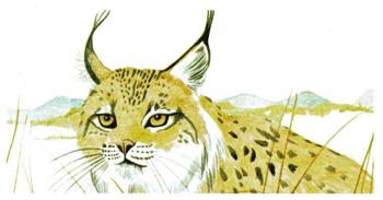 1988 Brooke Bond Vanishing Wildlife #5 Spanish Lynx Front