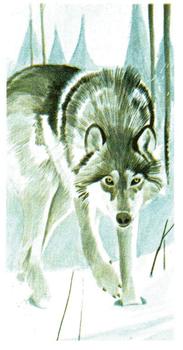 1988 Brooke Bond Vanishing Wildlife #28 Wolf Front