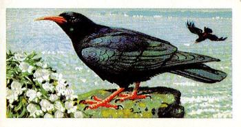 1965 Brooke Bond Wild Birds in Britain #3 Chough Front