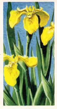 1959 Brooke Bond Wild Flowers Series 2 #10 Yellow Flag Front