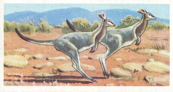 1963 Brooke Bond Wildlife In Danger #3 Bridled Nail-Tailed Wallaby Front