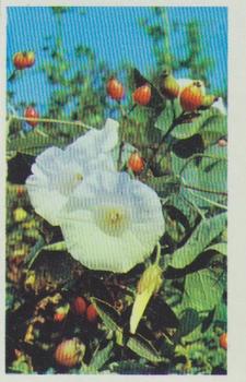 1970 Trucards Flowers #4 Convolvulus Front