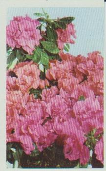 1970 Trucards Flowers #6 Azalea Front