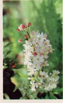 1970 Trucards Flowers #21 Prunus Front